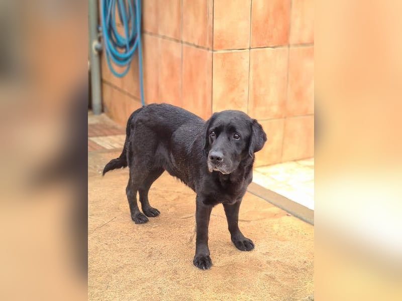 Wundervoller ABEL- Seelen-Herzenshund wartet sehnsüchtig auf seine Herzensmenschen