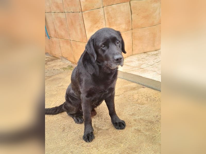 Wundervoller ABEL- Seelen-Herzenshund wartet sehnsüchtig auf seine Herzensmenschen