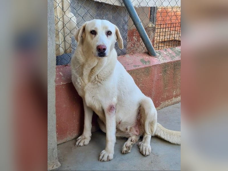 Goldschatz DIVA-sanfte, feinfühlig, zugewandt, aufgeschlossen-fehlt nur ihr liebevolles Zuhause