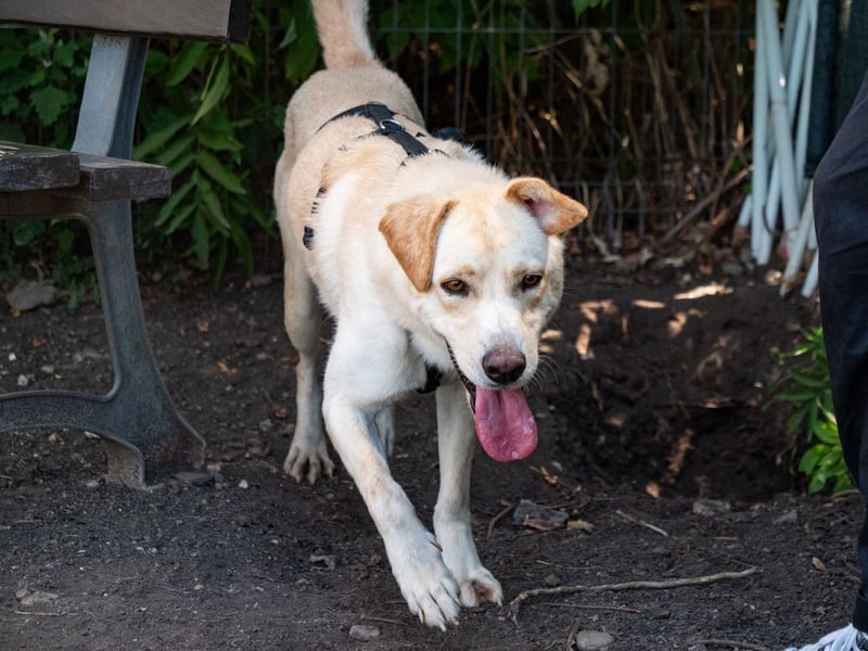 Hoshi – will seine Jugend nicht im Tierheim absitzen