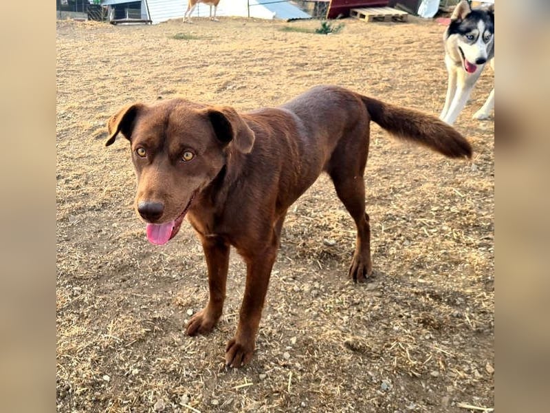 Zuckersüßer BROWNIE-ist Freude pur, anpassungsfähig wartet sehnsüchtig auf seine liebevolle Familie Zuckersüßer BROWNIE-ist Freude pur, anpassungsfähig wartet sehnsüchtig auf seine liebevolle Familie