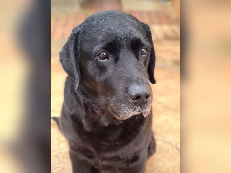 Wundervoller ABEL- Seelen-Herzenshund wartet sehnsüchtig auf seine Herzensmenschen