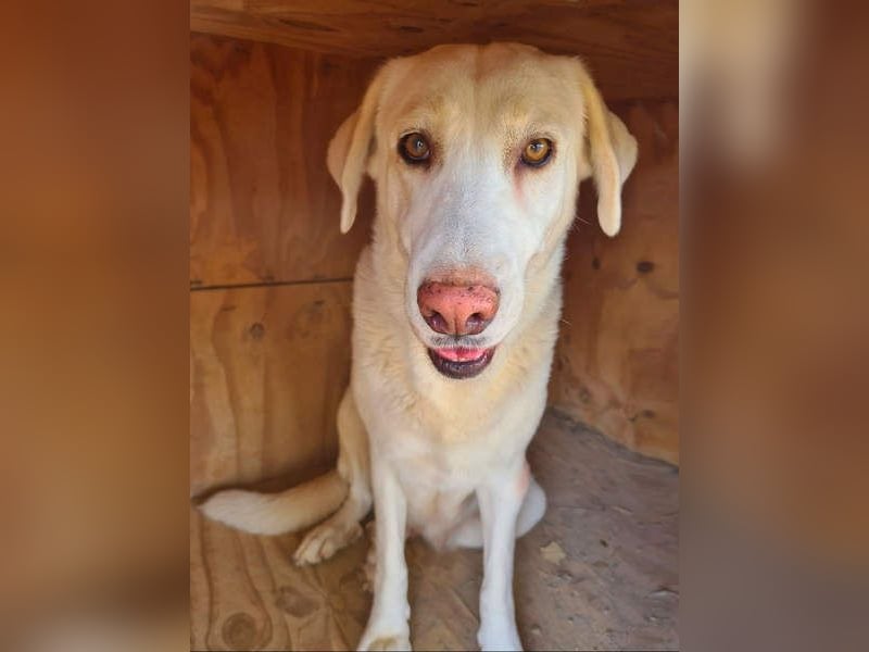 Goldschatz DIVA-sanfte, feinfühlig, zugewandt, aufgeschlossen-fehlt nur ihr liebevolles Zuhause