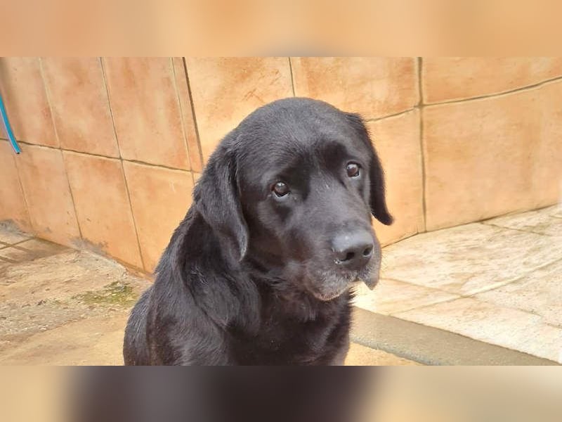 Wundervoller ABEL- Seelen-Herzenshund wartet sehnsüchtig auf seine Herzensmenschen