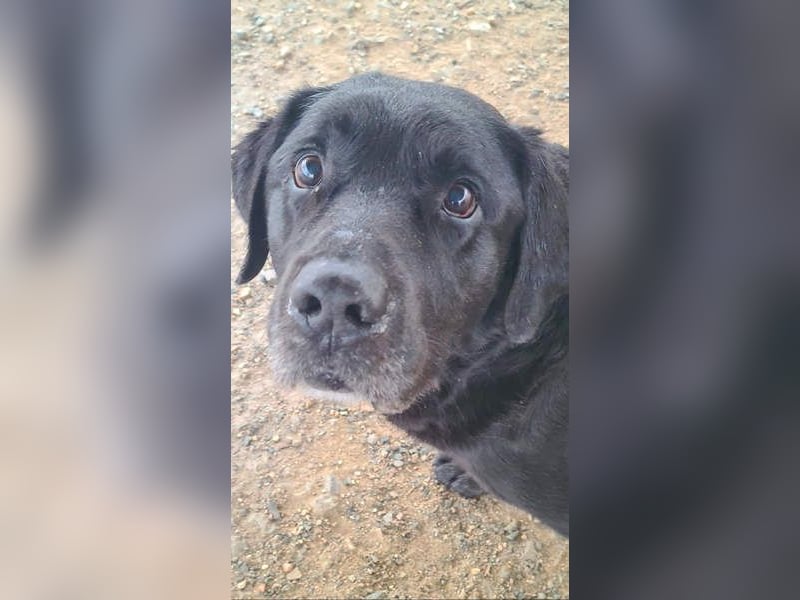 Wundervoller ABEL- Seelen-Herzenshund wartet sehnsüchtig auf seine Herzensmenschen