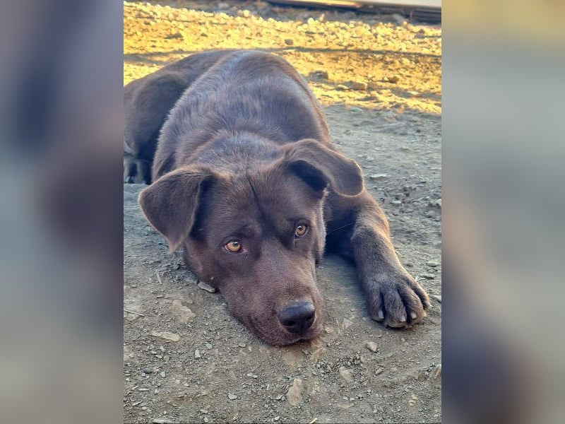 Zuckersüßer BROWNIE-ist Freude pur, anpassungsfähig wartet sehnsüchtig auf seine liebevolle Familie Zuckersüßer BROWNIE-ist Freude pur, anpassungsfähig wartet sehnsüchtig auf seine liebevolle Familie