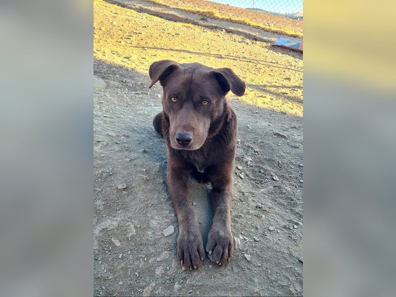 Zuckersüßer BROWNIE-ist Freude pur, anpassungsfähig wartet sehnsüchtig auf seine liebevolle Familie Zuckersüßer BROWNIE-ist Freude pur, anpassungsfähig wartet sehnsüchtig auf seine liebevolle Familie