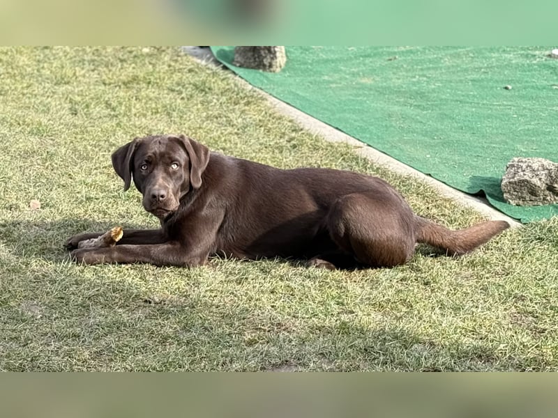 Reinerbig brauner Labrador Deckrüde