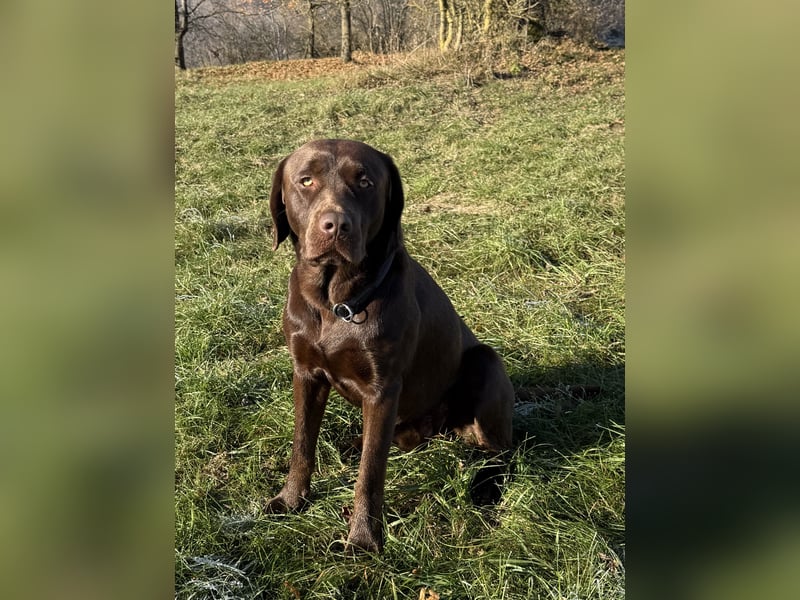 Reinerbig brauner Labrador Deckrüde