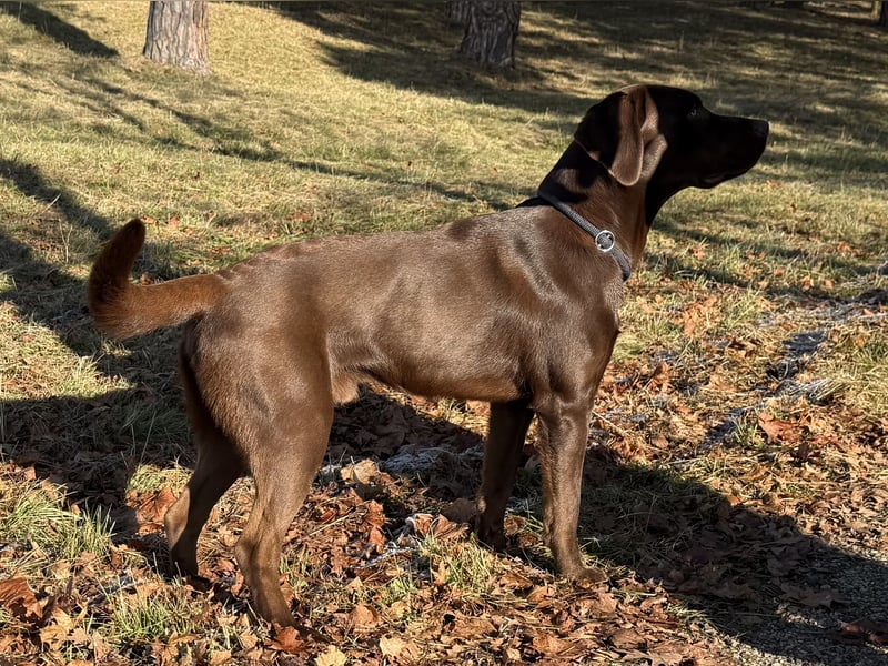 Reinerbig brauner Labrador Deckrüde