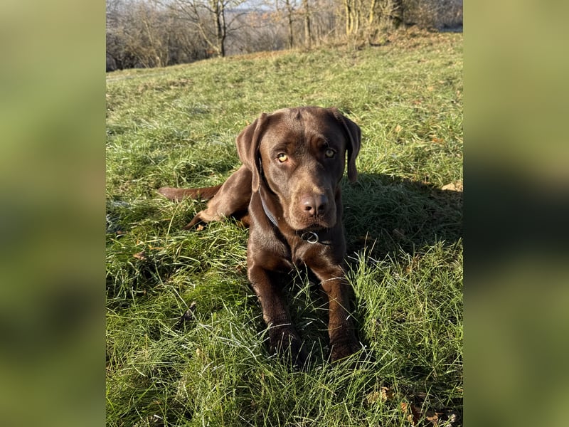 Reinerbig brauner Labrador Deckrüde