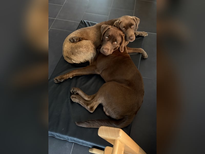 Reinerbig brauner Labrador Deckrüde