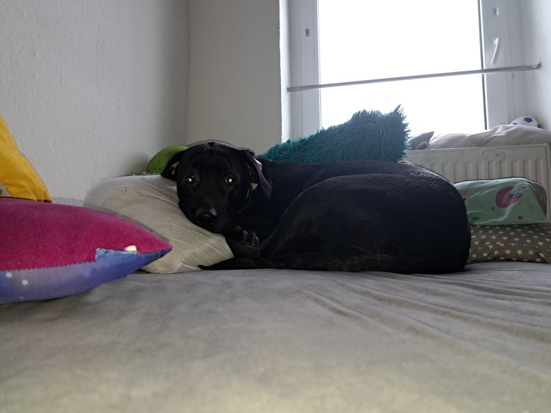 Labrador Schäferhundin