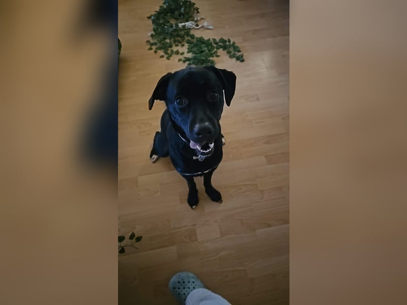 Labrador Schäferhundin