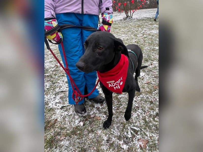 Benni- kleiner Charmeur sucht sein Glück