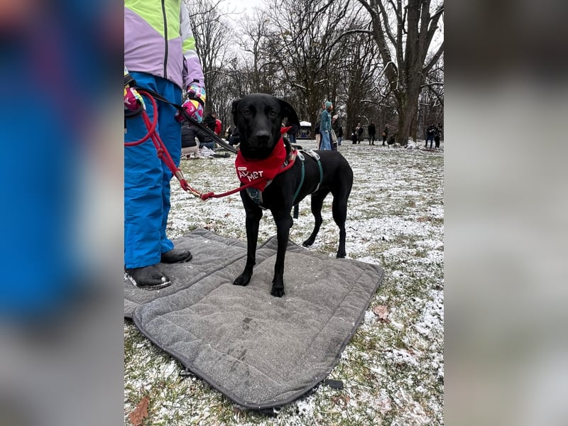 Benni- kleiner Charmeur sucht sein Glück