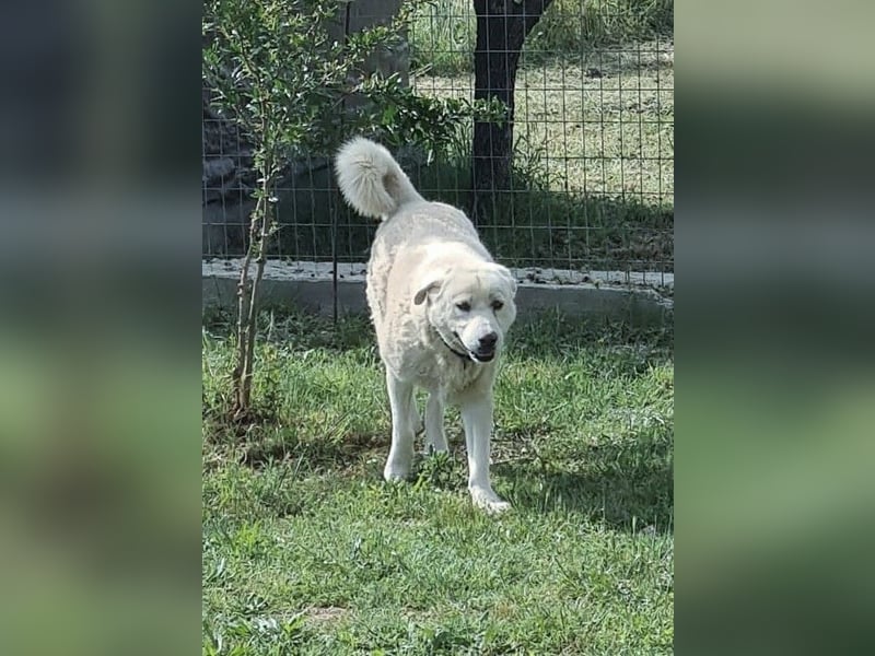 Teo - erfahrenes Zuhause gesucht