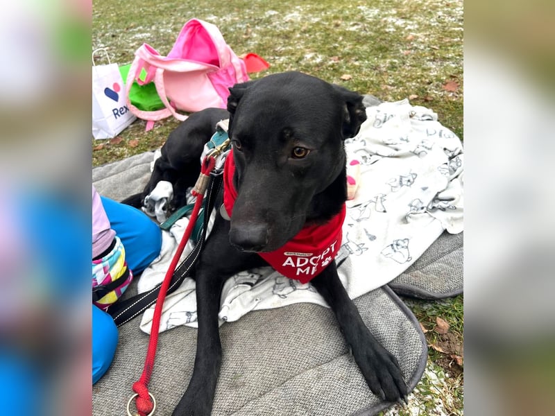 Benni- kleiner Charmeur sucht sein Glück