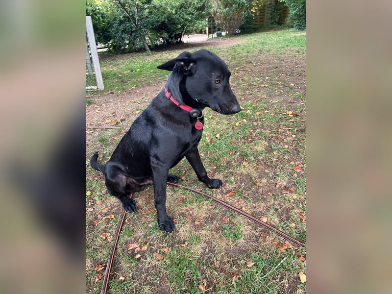 Benni- kleiner Charmeur sucht sein Glück