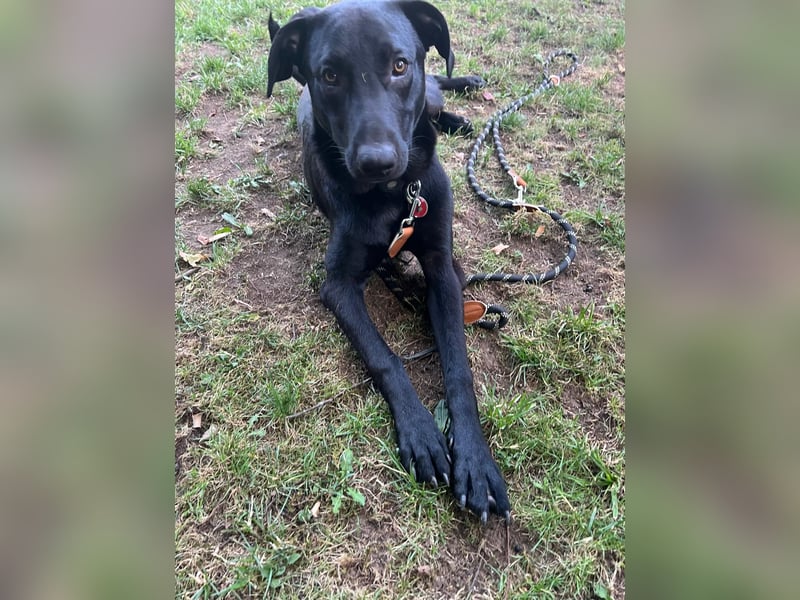 Benni- kleiner Charmeur sucht sein Glück