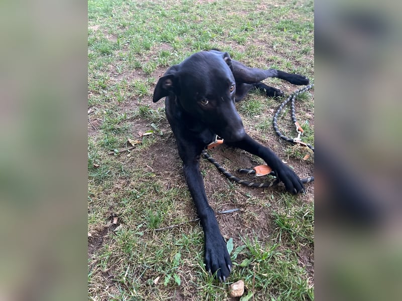 Benni- kleiner Charmeur sucht sein Glück