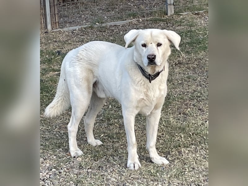 Teo - erfahrenes Zuhause gesucht