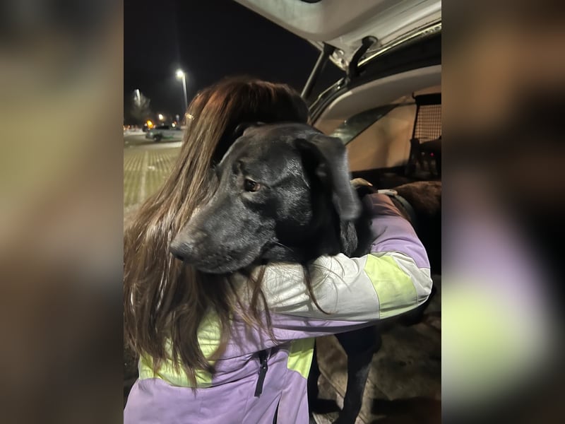 Benni- kleiner Charmeur sucht sein Glück