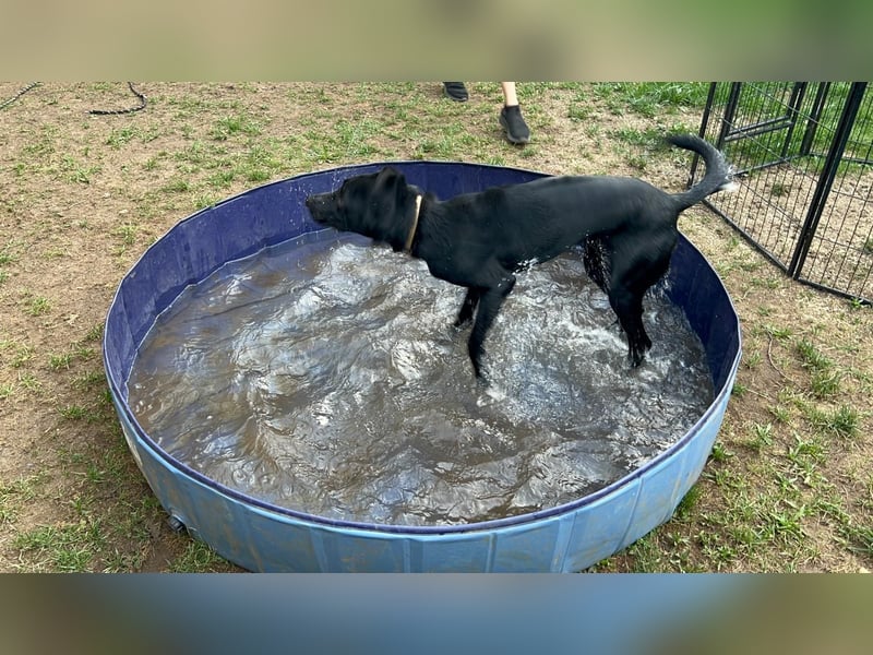 Benni- kleiner Charmeur sucht sein Glück