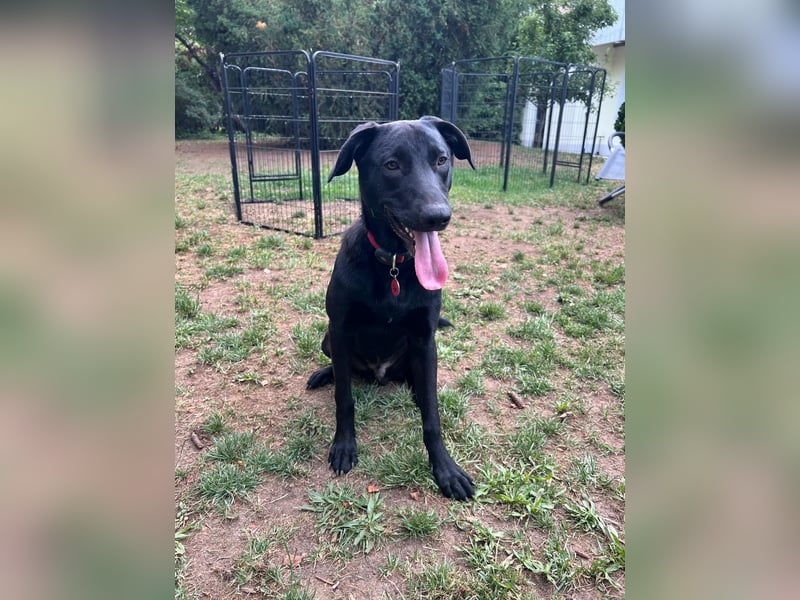 Benni- kleiner Charmeur sucht sein Glück