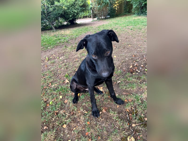 Benni- kleiner Charmeur sucht sein Glück