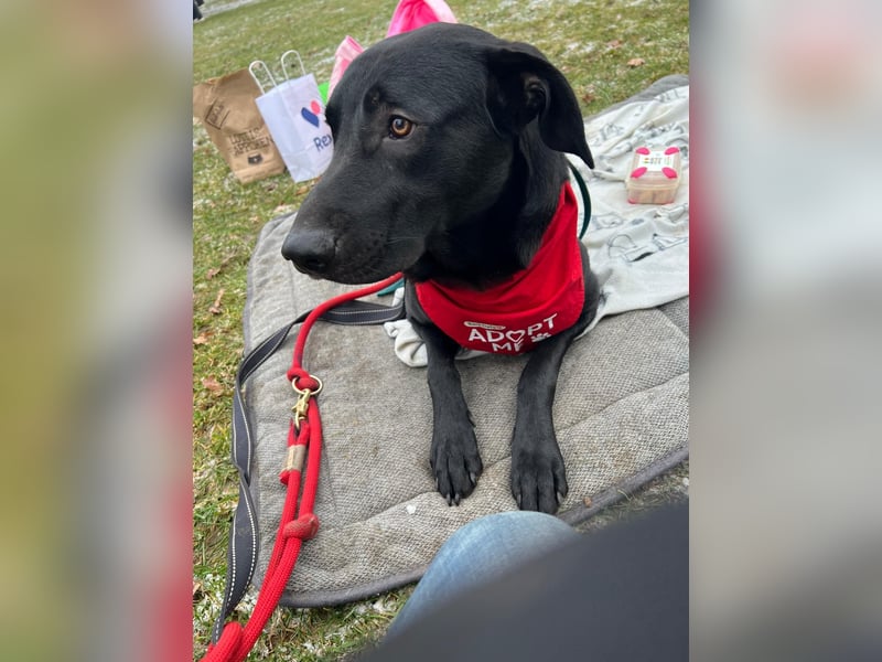 Benni- kleiner Charmeur sucht sein Glück