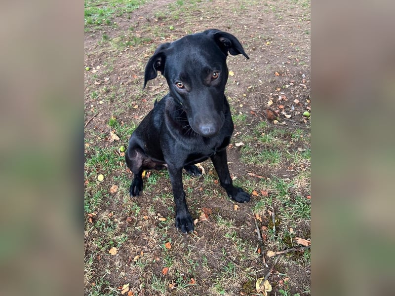 Benni- kleiner Charmeur sucht sein Glück