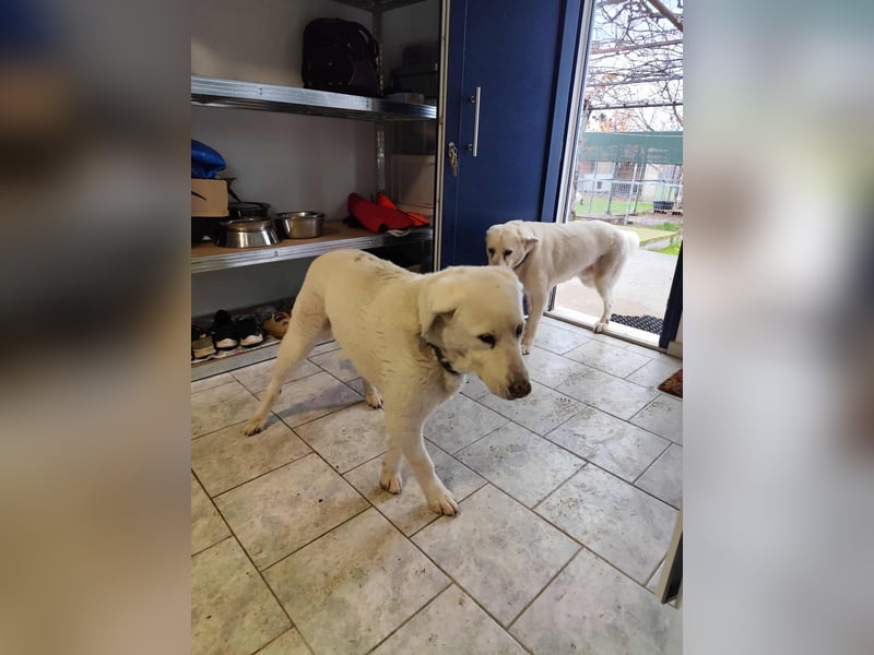 Filou sucht ein liebevolles, hunderfahrenes Zuhause