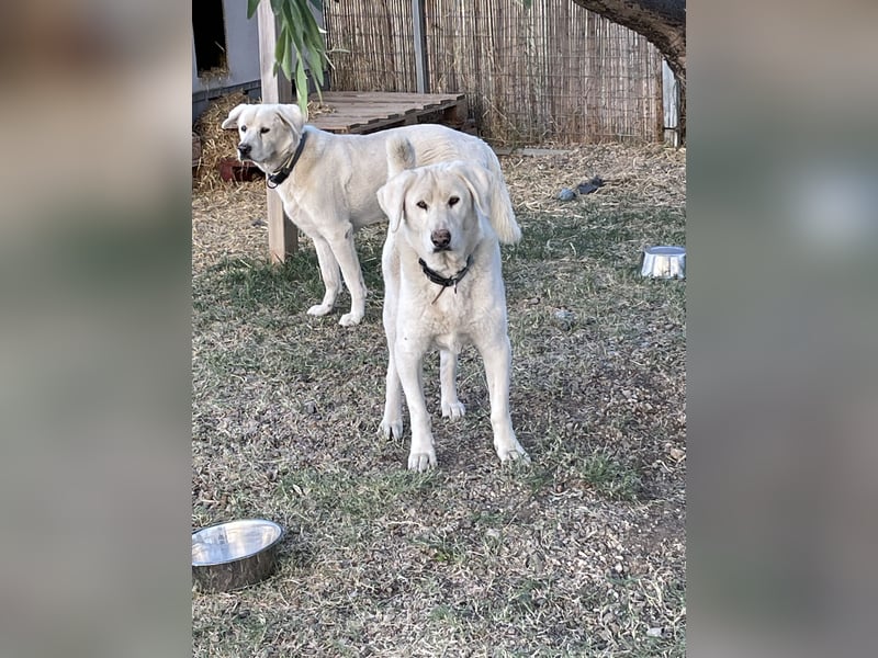 Teo - erfahrenes Zuhause gesucht