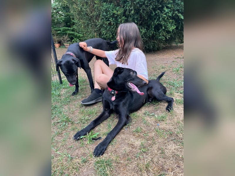 Benni- kleiner Charmeur sucht sein Glück