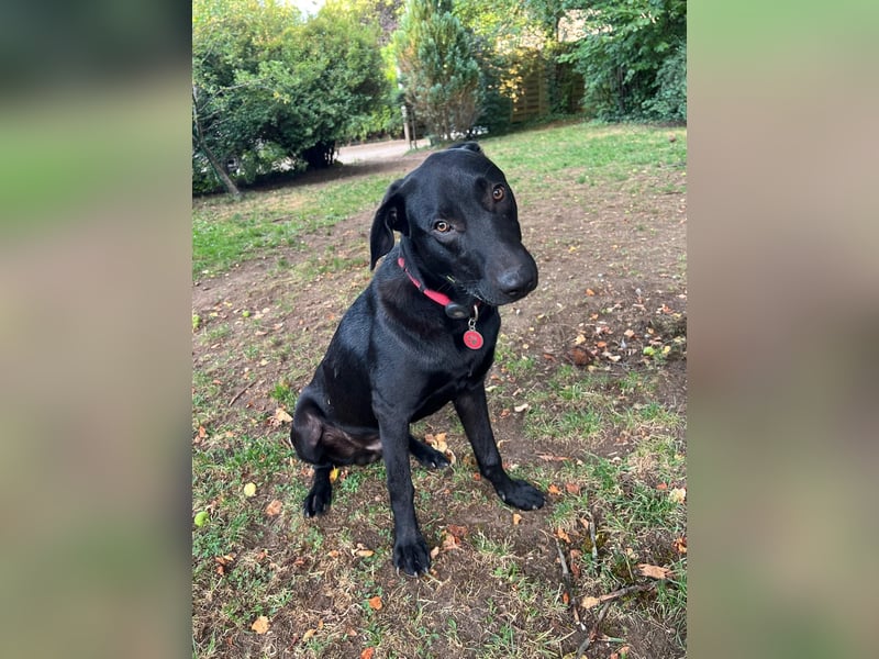 Benni- kleiner Charmeur sucht sein Glück