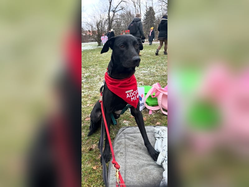 Benni- kleiner Charmeur sucht sein Glück