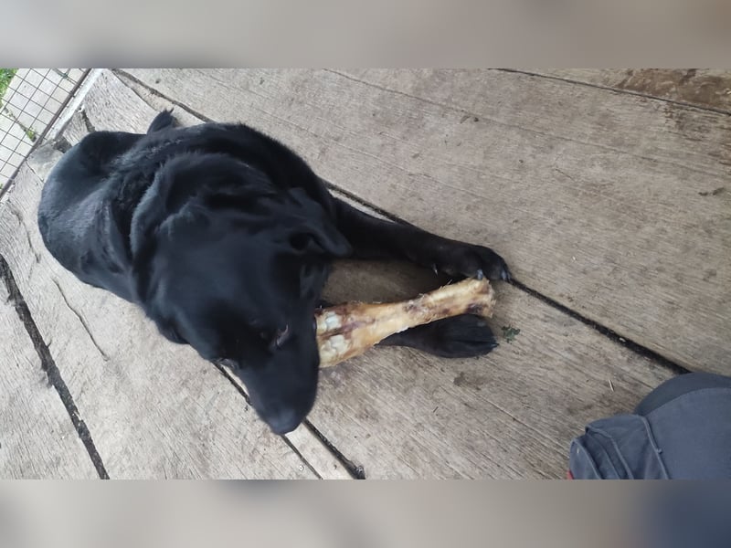 Rocko sucht ein neues Zuhause