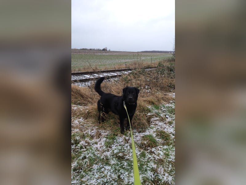 Rocko sucht ein neues Zuhause