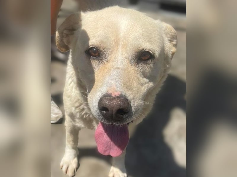 BAILEY aus 45731 Waltrop - lebensfroher Hundejunge sucht endlich sein Glück