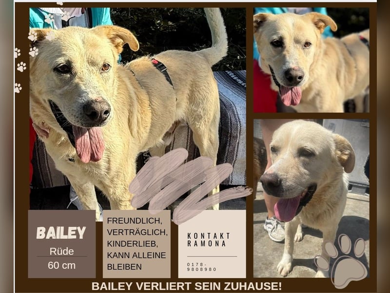 BAILEY aus 45731 Waltrop - lebensfroher Hundejunge sucht endlich sein Glück