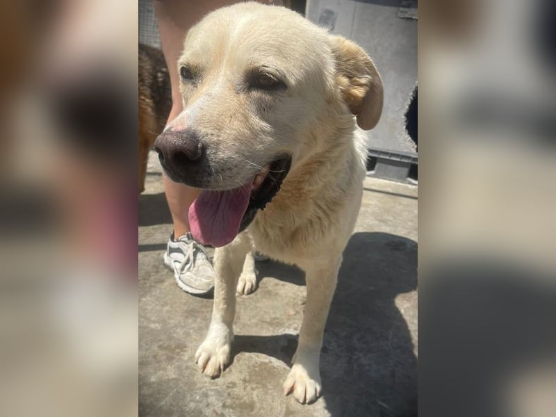 BAILEY aus 45731 Waltrop - lebensfroher Hundejunge sucht endlich sein Glück