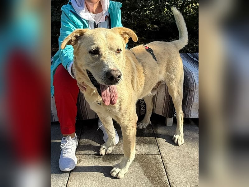 BAILEY aus 45731 Waltrop - lebensfroher Hundejunge sucht endlich sein Glück