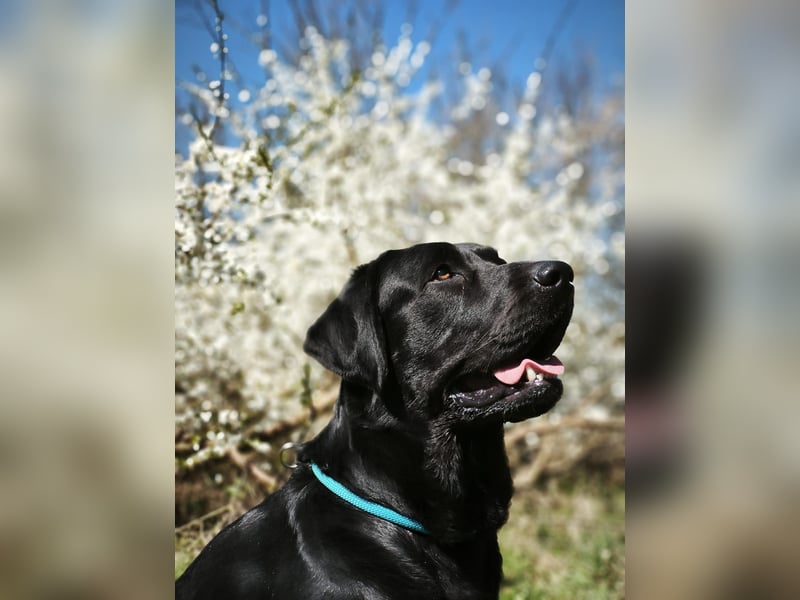 Labrador