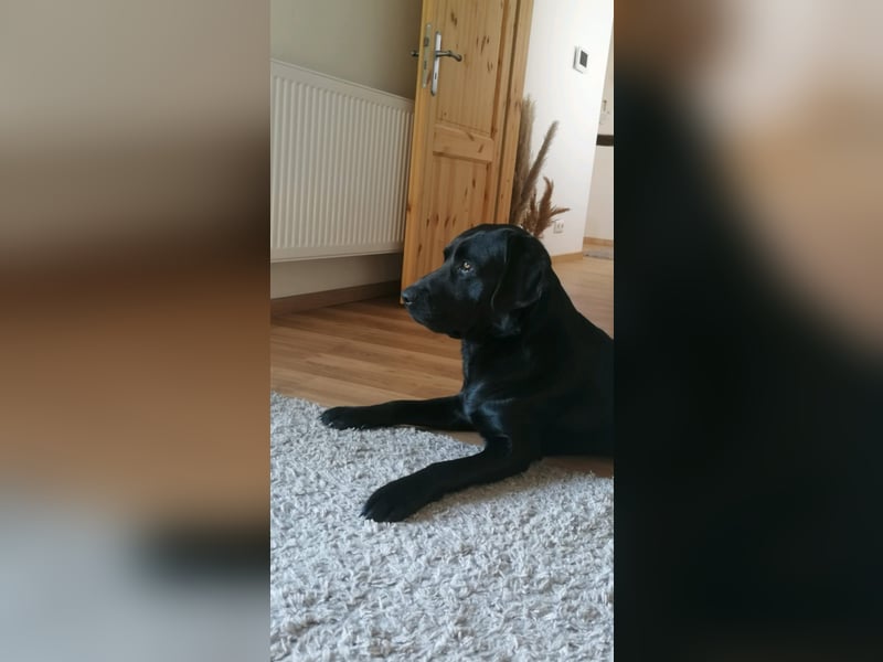 Labrador