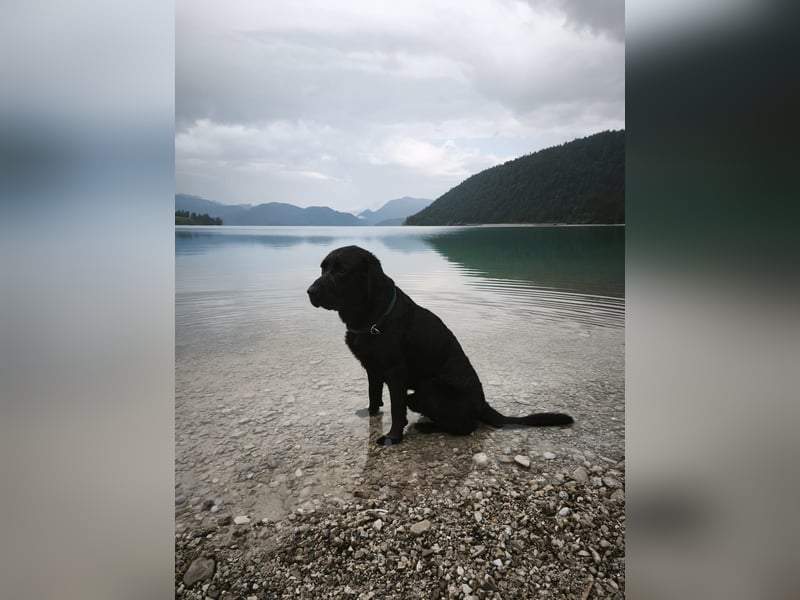 Labrador