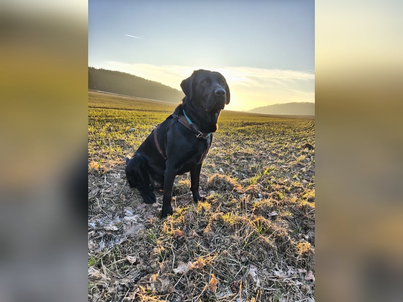 Labrador