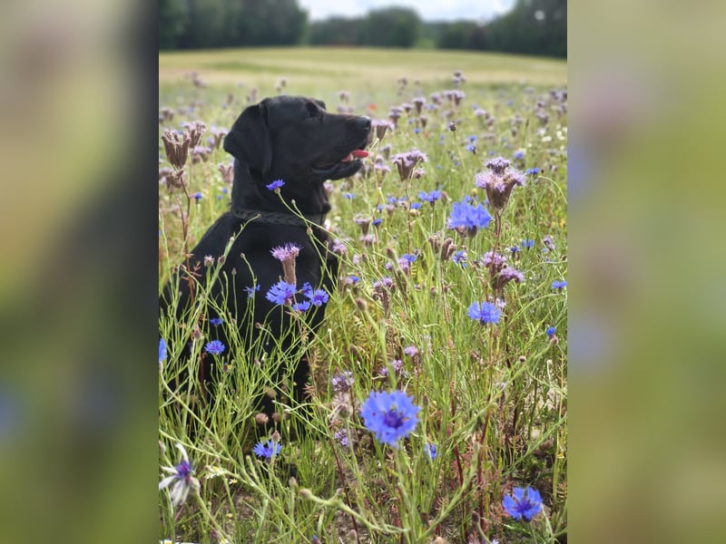 Labrador