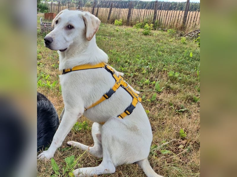 Wayne: toller Familienhund
