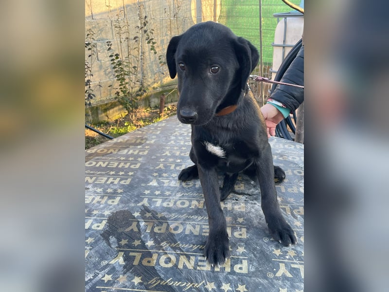 ❤️Labradormix Welpe Nero❤️
